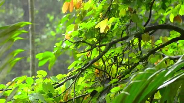 Крапля води під час дощу в тропічному лісі з ефектом фокусування — стокове відео