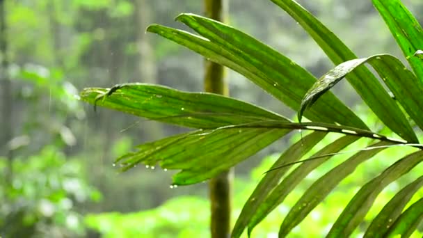 열대 우림에 비가 내리는 동안 물방울물과 초점 부족 효과 — 비디오