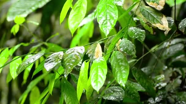 Kropla wody podczas deszczu w lesie tropikalnym z efektem ostrości — Wideo stockowe