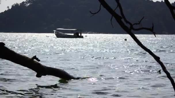 Tourist boat floats moored in Pangkor Island, Malaysia — Stock Video