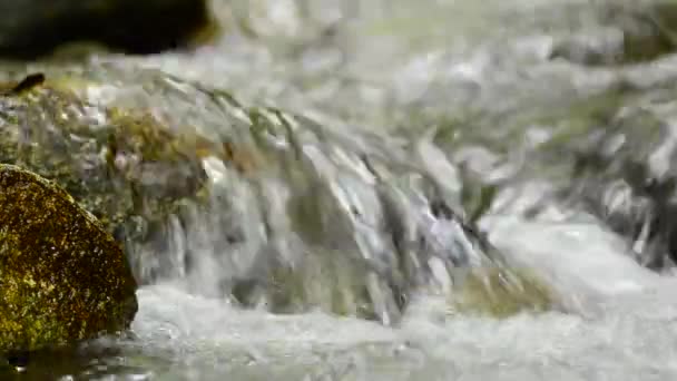 Closeup of fresh water flowing across the mossy stone in tropical rainforest — Stock Video