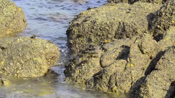 Group Lightfoot Crabs Peer Edge Rock — Stock Video