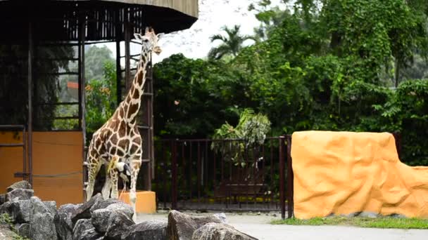 Jirafa (Giraffa camelopardalis) de pie en el zoológico de la jaula al aire libre — Vídeos de Stock