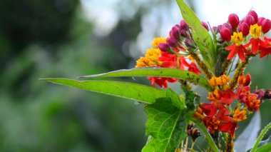 Rüzgarlı bir günde bir bahar sırasında yabani çiçekler