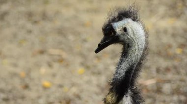 Hayvanat bahçesinde Emu (Dromaius novaehollandiae) yaşayan ikinci büyük kuştur.