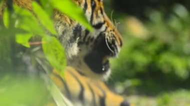 yakın çekim ve seçici odak, Hayvanat bahçesinde Mala kaplan (Panthera tigris jacksoni)