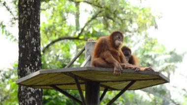hayvanat bahçesinde orang utan (pongo pygmaeus)