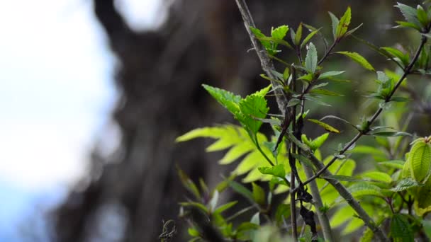 Fleurs sauvages pendant un printemps dans la journée venteuse 