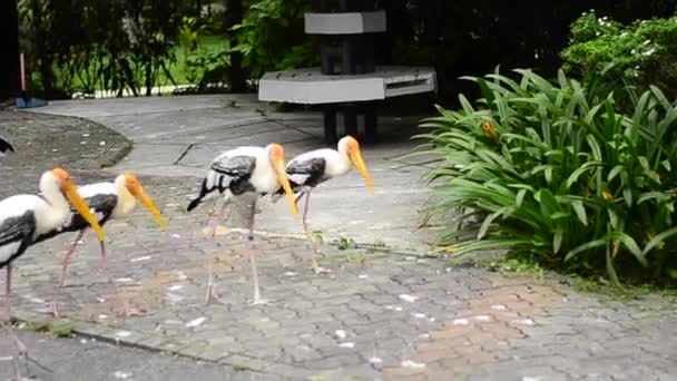 Duży malowany Bocian ptak (Mycteria leucocephala) swobodnie mieszka w zoo — Wideo stockowe