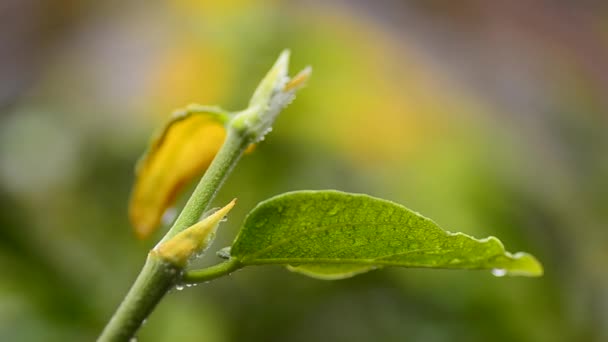 Flores selvagens durante uma primavera no dia ventoso — Vídeo de Stock