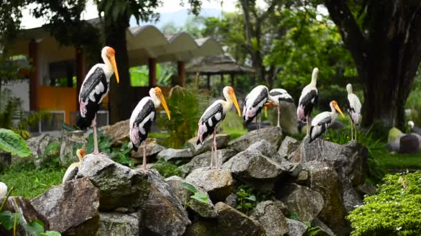 Velký pomalovaný čáp (Mycterleucocephala) volně žijící v zoo — Stock video