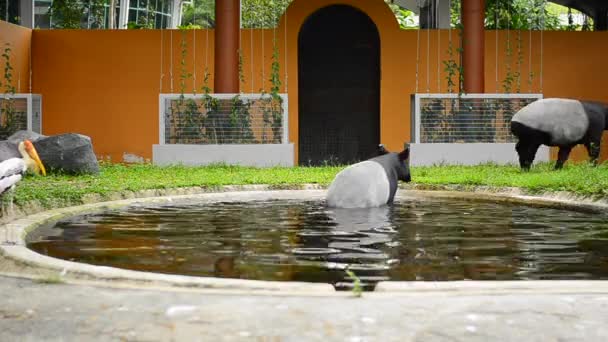 Un par de malayos Tapir en el zoológico — Vídeo de stock