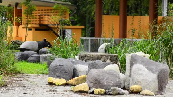 Een paar Maleische tapir in de dierentuin — Stockvideo