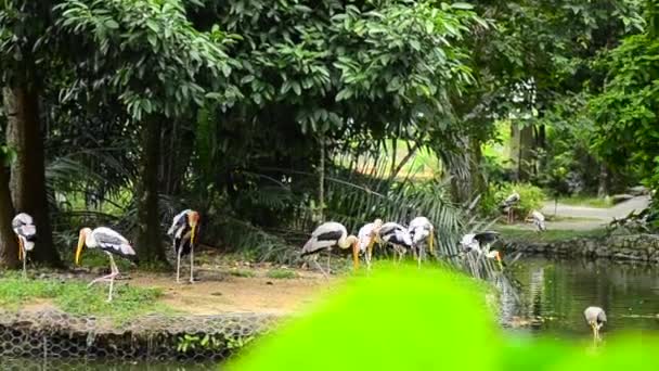 Duży malowany Bocian ptak (Mycteria leucocephala) swobodnie mieszka w zoo — Wideo stockowe