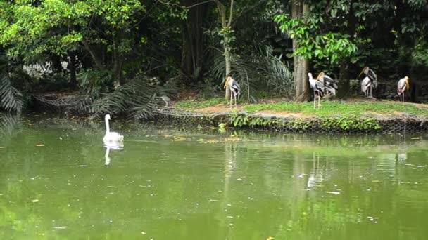 Big Painted Stork Bird (Mycteria leucocephala) свободно живет в зоопарке — стоковое видео