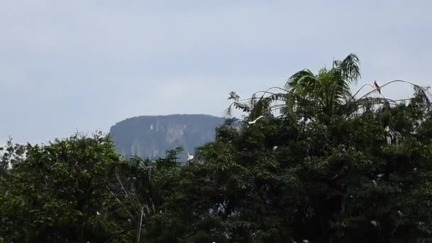 Big Pintado Stork Bird (Mycteria leucocephala) vive livremente no zoológico — Vídeo de Stock