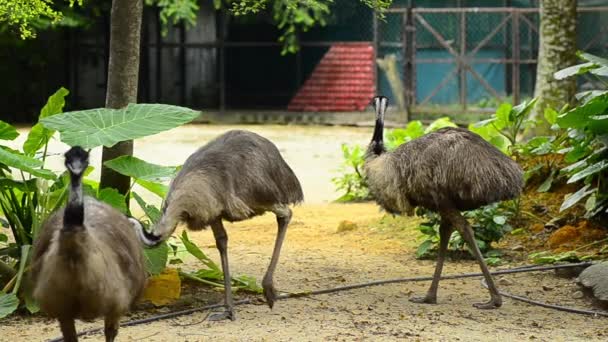 EMU v zoo, EMU (Dromaius novaehollandiae) je druhý největší žijící pták — Stock video