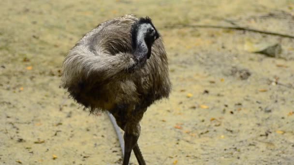 Emu in the zoo, Emu (Dromaius novaehollandiae) - вторая по величине живая птица — стоковое видео