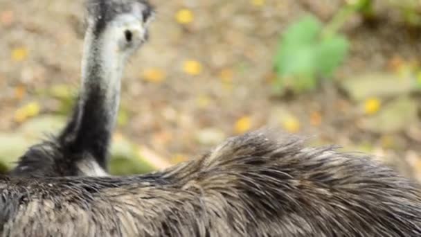 EMU v zoo, EMU (Dromaius novaehollandiae) je druhý největší žijící pták — Stock video