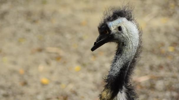 Emu nello zoo, Emu (Dromaius novaehollandiae) è il secondo più grande uccello vivente — Video Stock