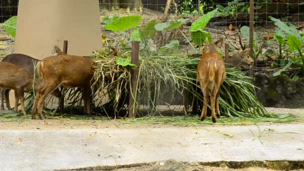 Стадо оленей кормит зеленую траву в зоопарке — стоковое видео