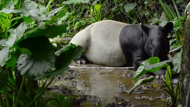 Пара малайских тапиров в зоопарке — стоковое видео