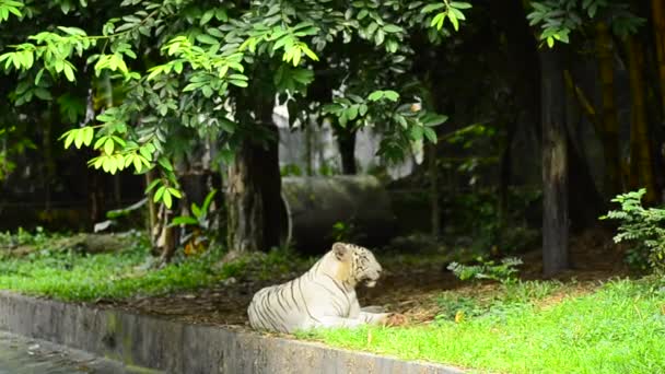 Primo piano e messa a fuoco selettiva, tigre bianca allo zoo — Video Stock