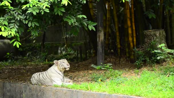 Primer plano y enfoque selectivo, tigre blanco en el zoológico — Vídeos de Stock