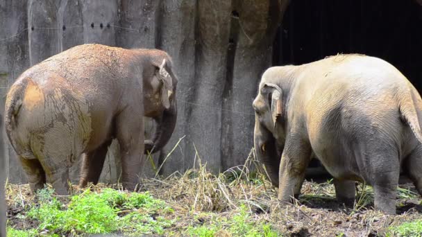 Um par de elefantes africanos se alimentando no zoológico — Vídeo de Stock