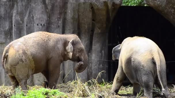 Ein afrikanisches Elefantenpaar beim Füttern im Zoo — Stockvideo