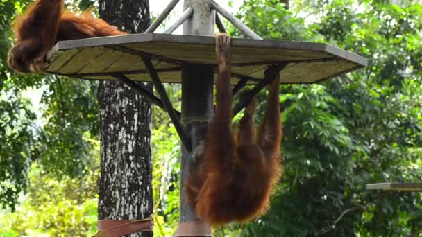 Orang utan (pongo pygmaeus) в зоопарке — стоковое видео