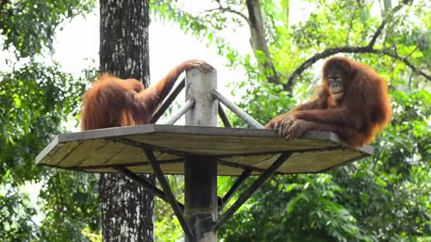 Orang-Utan (Pongo pygmaeus) im Zoo — Stockvideo