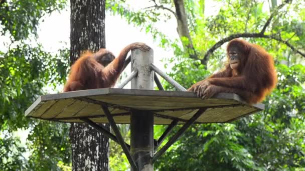 Orangotango (pongo pygmaeus) no zoológico — Vídeo de Stock