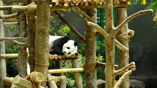 Giant panda in the zoo sleeping on wooden benches — Stock Video