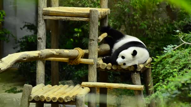 Gigantyczna Panda w zoo spanie na drewnianych ławkach — Wideo stockowe