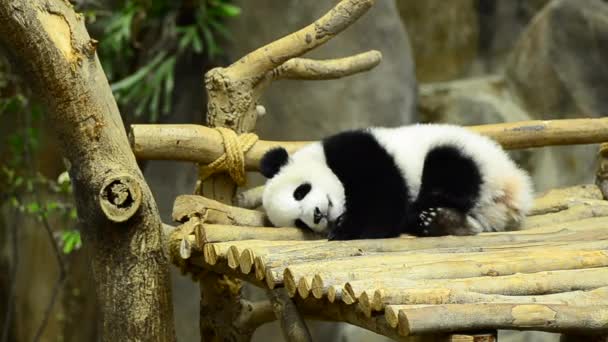 Γιγαντιαίο Panda στο ζωολογικό κήπο κοιμάται σε ξύλινα παγκάκια — Αρχείο Βίντεο