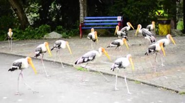 Büyük Boyalı Leylek Kuşu (Mycteria leucocephala) hayvanat bahçesinde özgürce yaşıyor