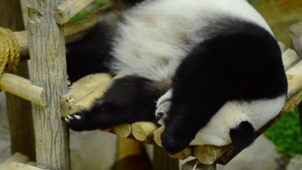 Panda gigante en el zoológico durmiendo en bancos de madera — Vídeo de stock