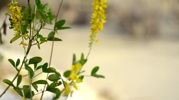 Fleurs sauvages pendant un printemps dans la journée venteuse 