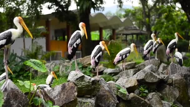 Nagy festett gólya madár (Mycteria leucocephala) szabadon él az állatkertben — Stock videók