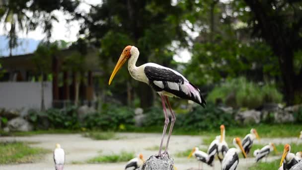 Big Painted Stork Bird (Mycteria leucocephala) vive liberamente nello zoo — Video Stock