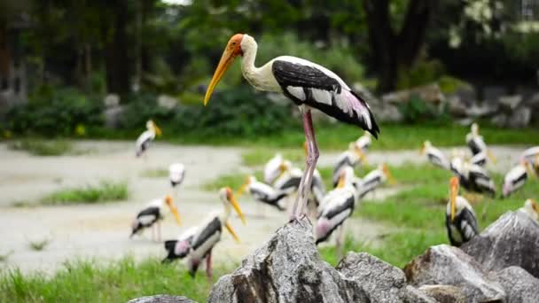 Big Painted Stork Bird (Mycteria leucocephala) свободно живет в зоопарке — стоковое видео