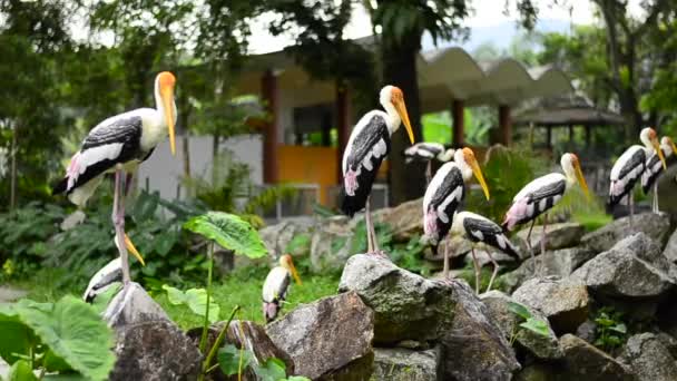 Duży malowany Bocian ptak (Mycteria leucocephala) swobodnie mieszka w zoo — Wideo stockowe