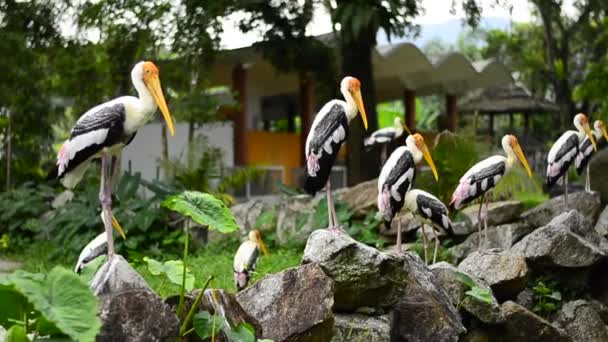 Pájaro cigüeña pintada grande (Mycteria leucocephala) vive libremente en el zoológico — Vídeos de Stock