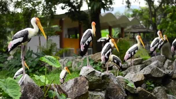 Duży malowany Bocian ptak (Mycteria leucocephala) swobodnie mieszka w zoo — Wideo stockowe