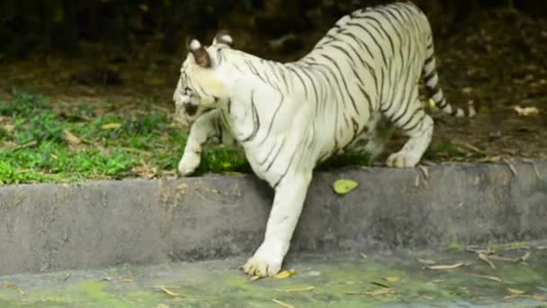 Крупным планом и выборочным фокусом, малайский тигр (Panthera tigris jacksoni) в зоопарке — стоковое видео
