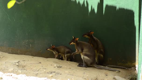 Canguro ágil Wallaby o Sandy Wallaby — Vídeos de Stock