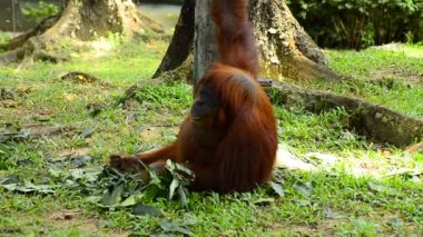 hayvanat bahçesinde orang utan (pongo pygmaeus)
