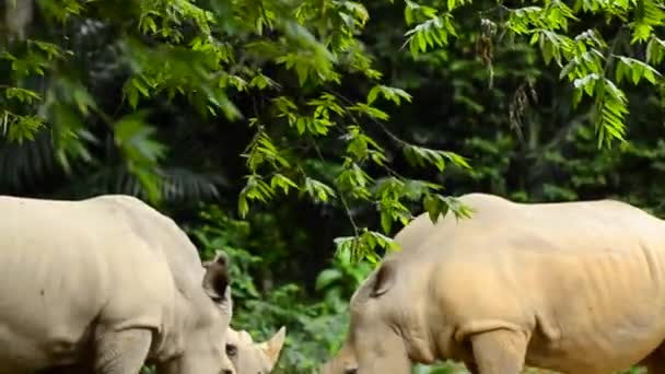 Rinocerontes selvagens no zoológico — Vídeo de Stock