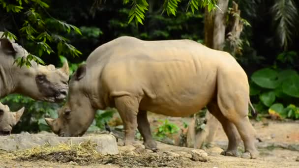 Rinocerontes selvagens no zoológico — Vídeo de Stock